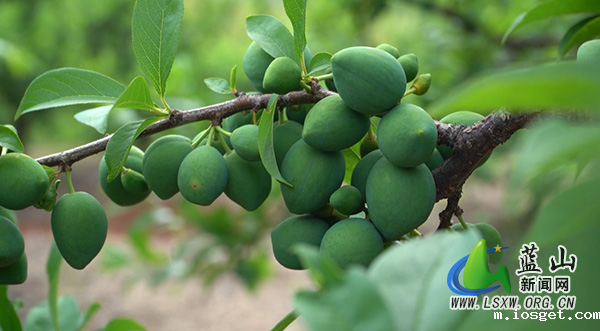 太平圩镇合家坊村:柰李挂满枝 果农疏果忙1.jpg 太平圩镇合家坊村:柰李挂满枝 果农疏果忙1.jpg