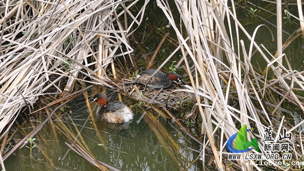 美丽蓝山:鸊鷉“夫妇 ”搭建“水上别墅” 演绎春日生命赞歌1.jpg 美丽蓝山:鸊鷉“夫妇 ”搭建“水上别墅” 演绎春日生命赞歌1.jpg