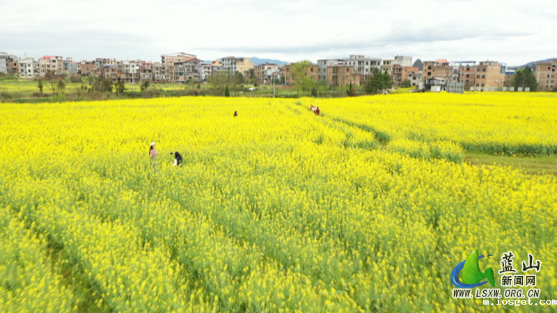 美丽蓝山：油菜花开春意浓 遍地金黄美如画3.jpg