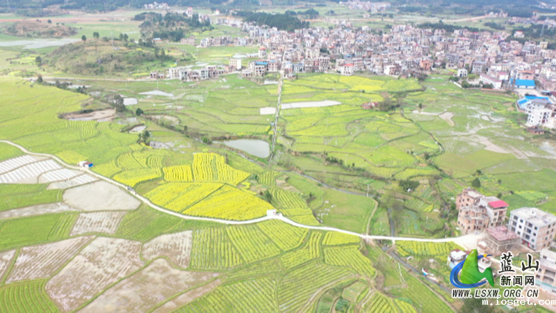 美丽蓝山：油菜花开春意浓 遍地金黄美如画1.jpg