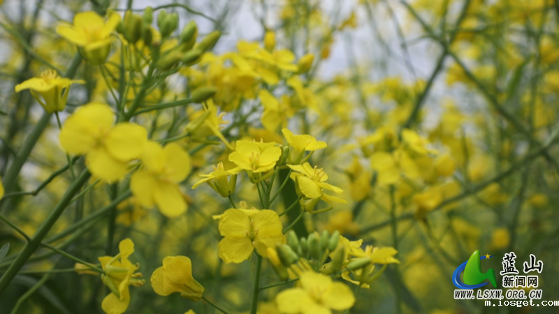 美丽蓝山：油菜花开春意浓 遍地金黄美如画2.jpg